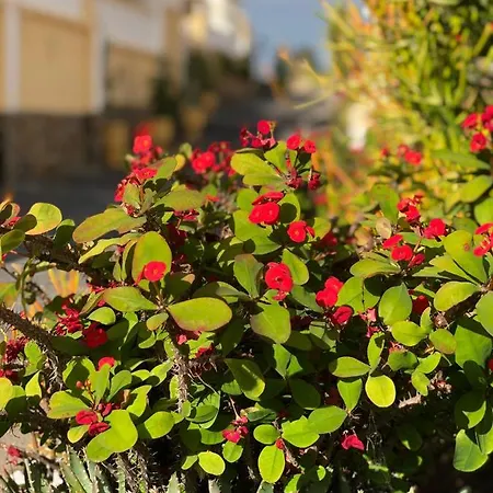 Lejlighed Cozy Wi-fi Gratis Costa Adeje (Tenerife)