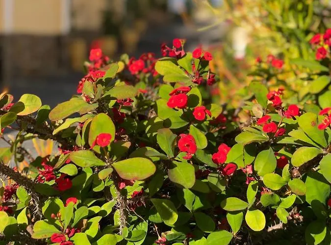 Apartmán Cozy Wi-fi Gratis Costa Adeje (Tenerife)